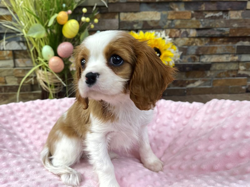 Cavalier King Charles Spaniel Dog Female Blenheim 3186