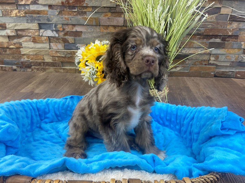 Cocker Spaniel Dog Male Chocolate Roan 3195