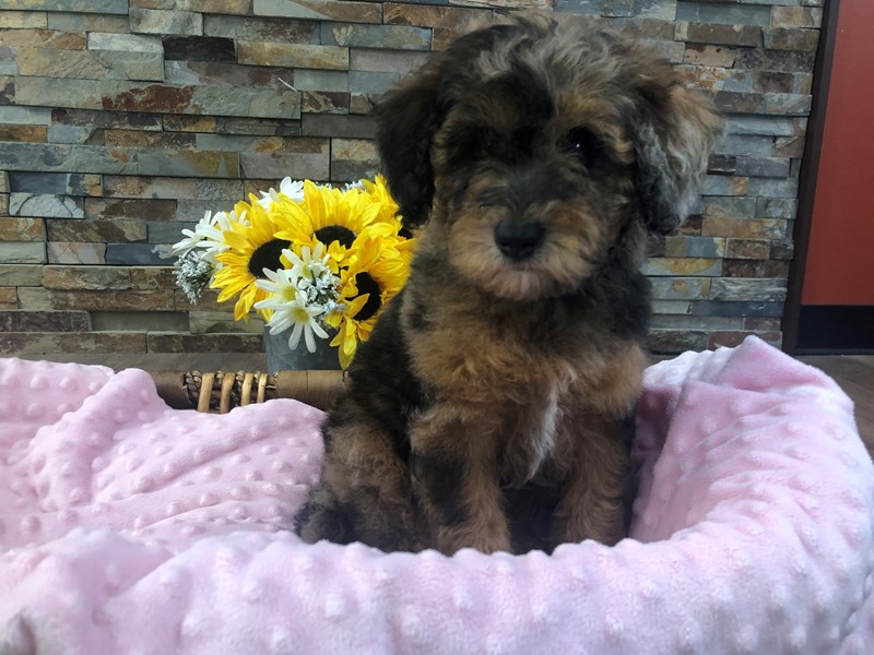 Miniature Poodle Dog Female Chocolate Merle 3194