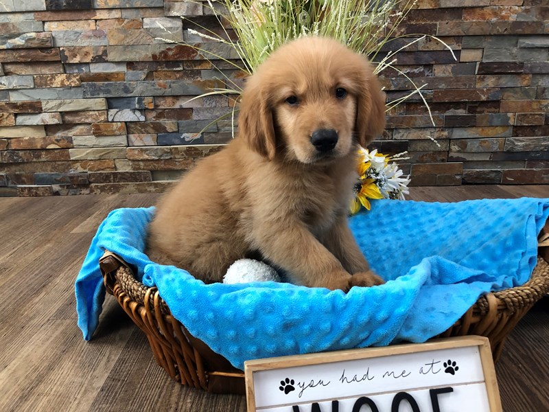 Golden Retriever Dog Male Golden 3199