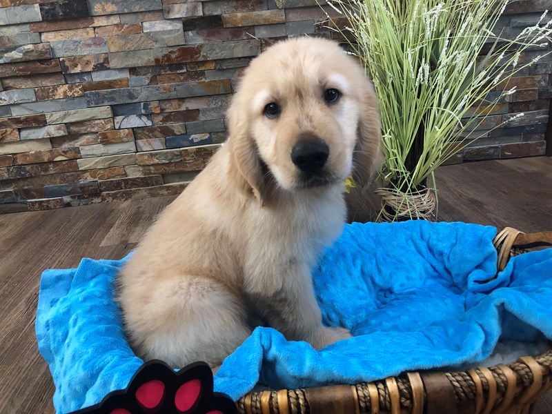 Golden Retriever Dog Male Golden 3198