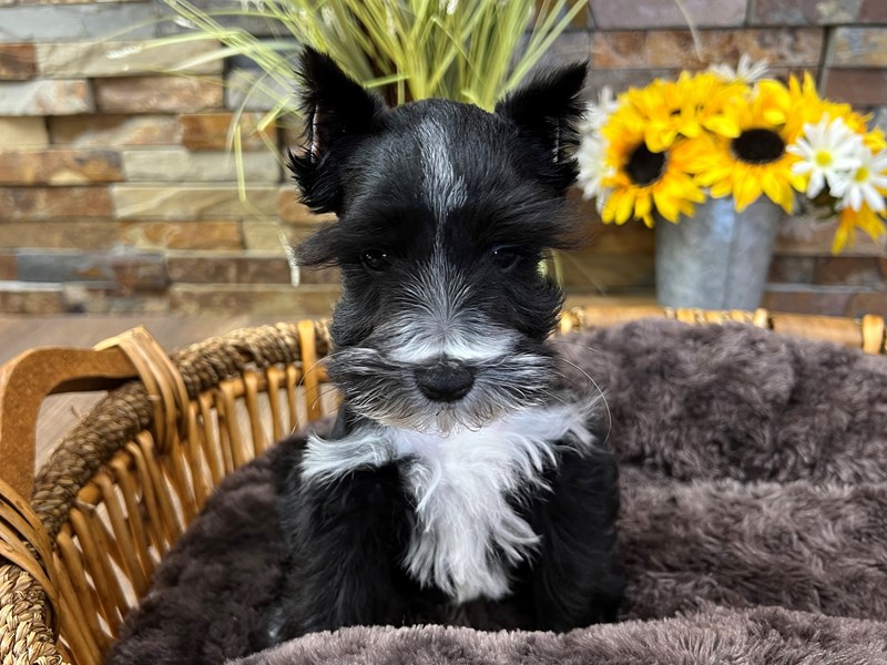 Miniature Schnauzer Dog Male Black w/White Markings 3212