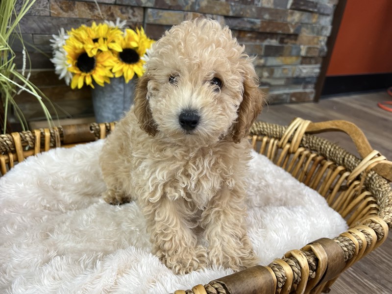 Miniature Poodle Dog Male Apricot 3200