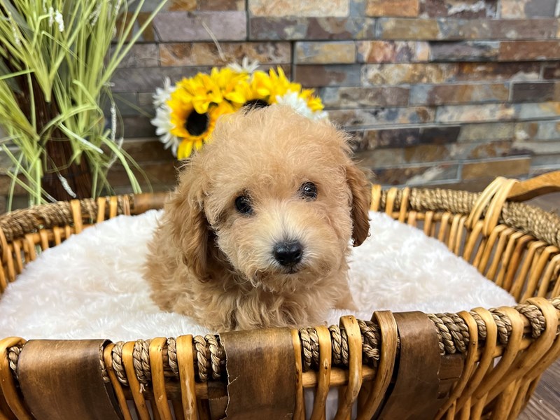 Miniature Poodle Dog Female Light Red 3201