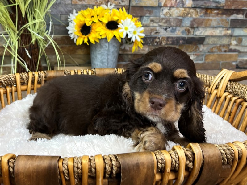 Cocker Spaniel Dog Female Chocolate w/Tan Points 3203