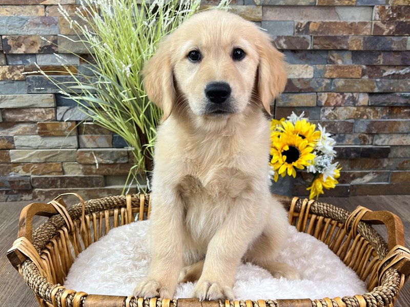 Golden Retriever Dog Female Light Golden 3221