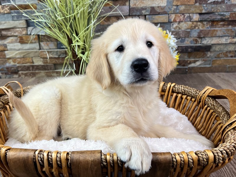 Golden Retriever Dog Female Golden 3220