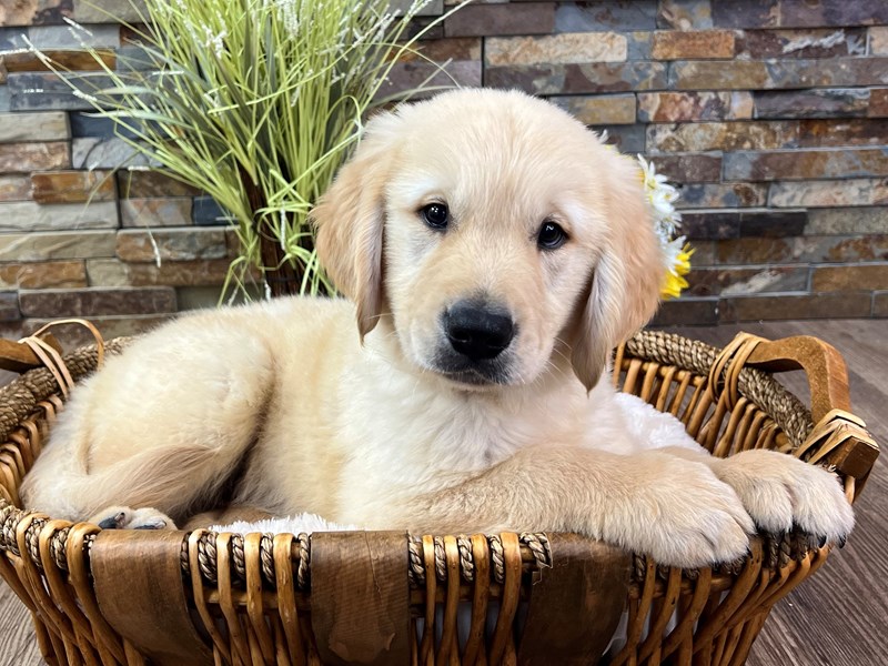 Golden Retriever Dog Male Golden 3222
