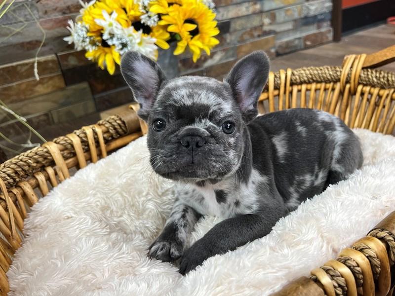French Bulldog Dog Male Blue Merle 3225