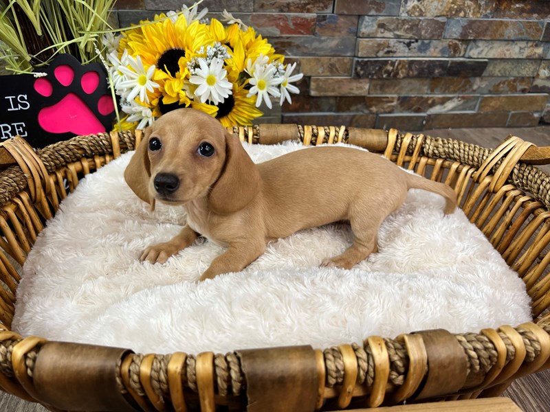 Dachshund Dog Female Red 3234