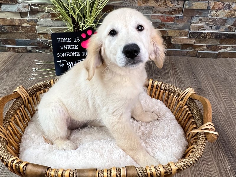Golden Retriever Dog Female Golden 3233