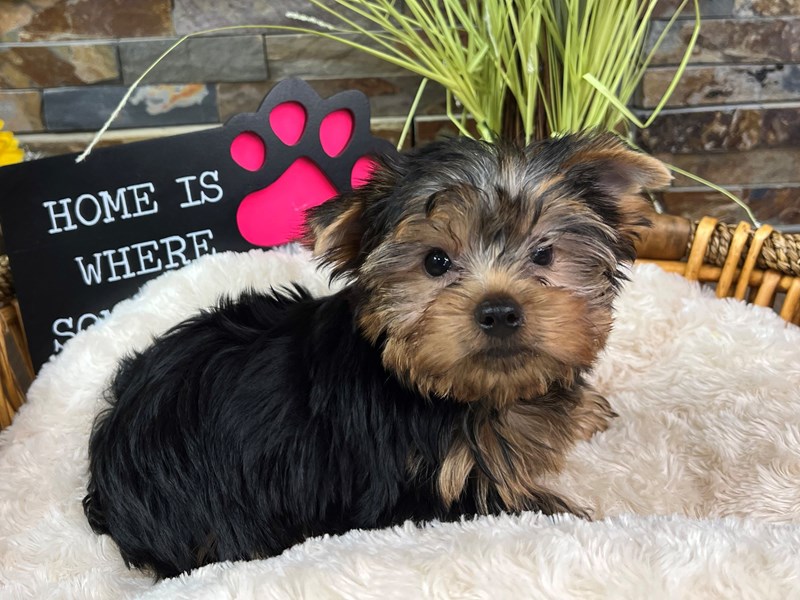 Yorkshire Terrier Dog Male Blue & Gold 3253