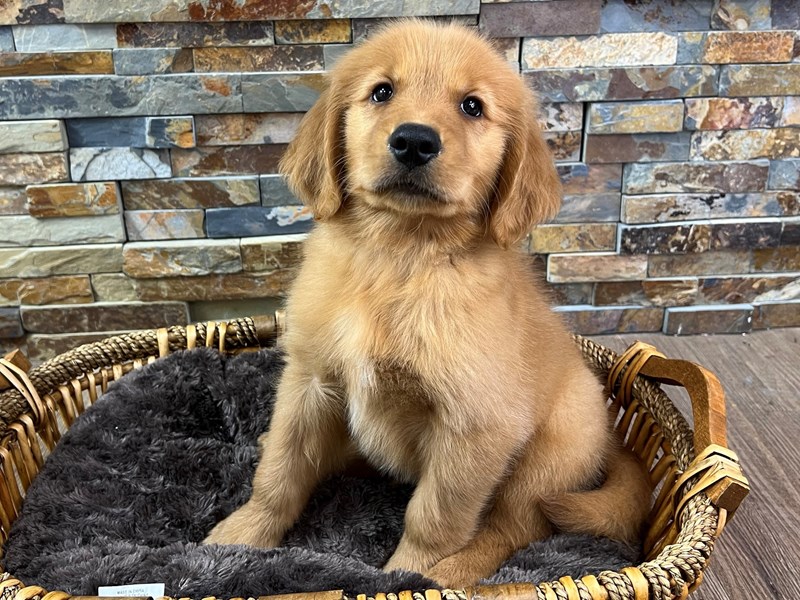 Golden Retriever Dog Male Dark Golden 3251