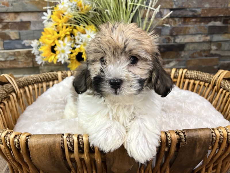 Havanese Dog Female 3257