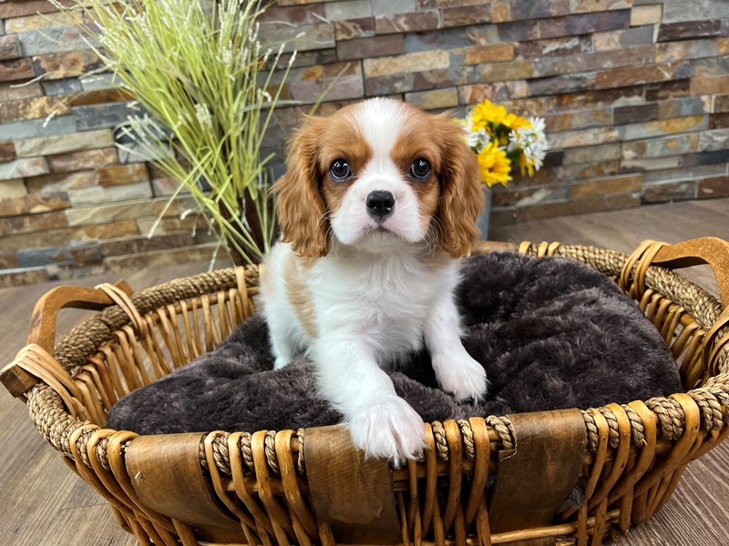 Cavalier King Charles Spaniel Dog Male Blenheim 3288