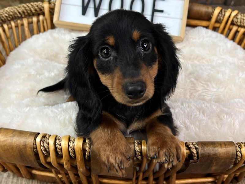 Dachshund Dog Male Black & Tan 3272