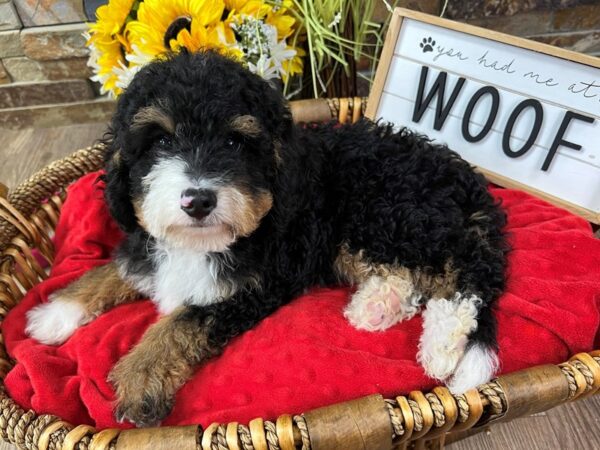 [#3280] Black, Rust & White Male 2nd Generation Mini Bernedoodle Puppies for Sale