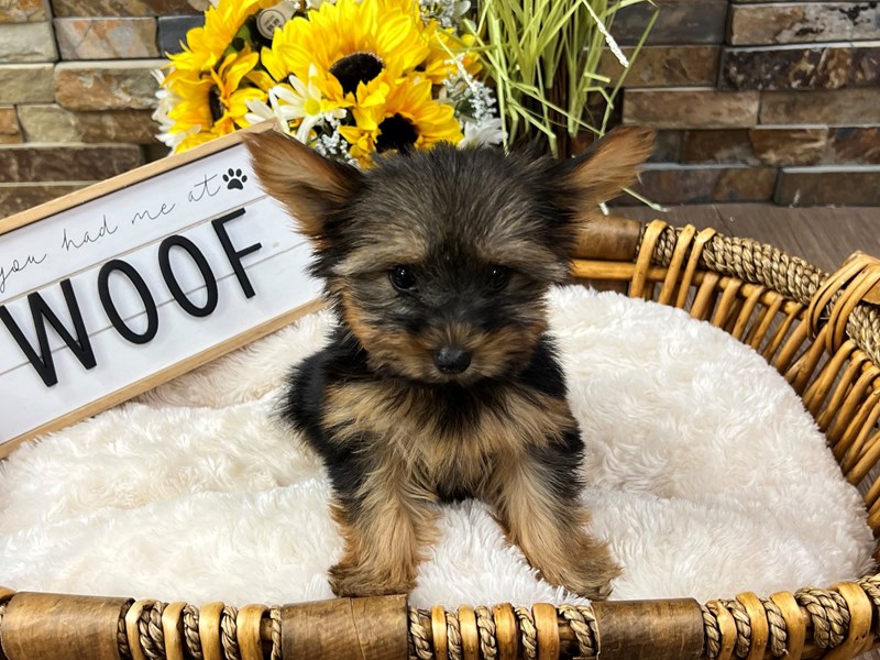 Yorkshire Terrier Dog Female Black & Tan 3266