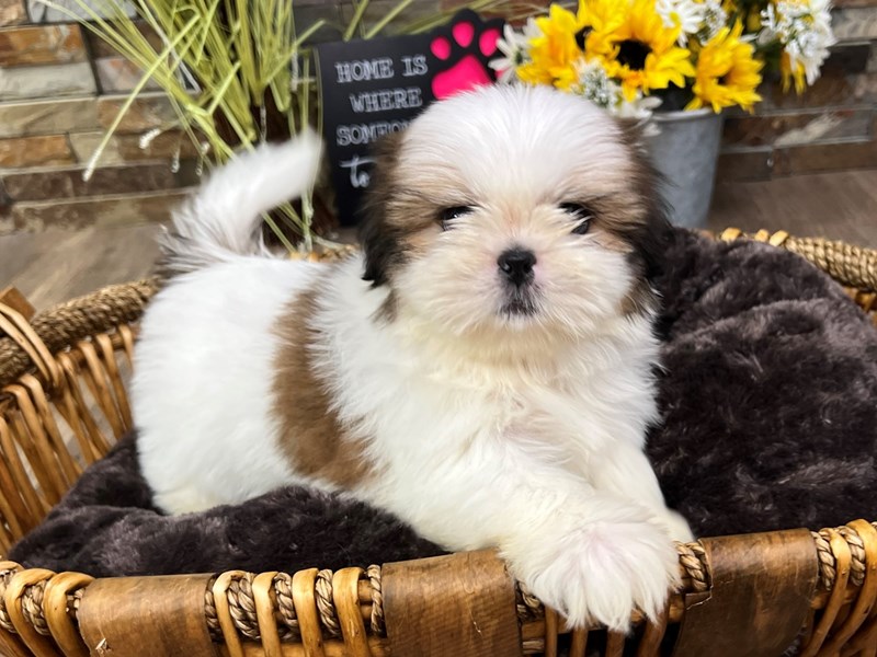 Shih Tzu Dog Female Brindle & White 3284