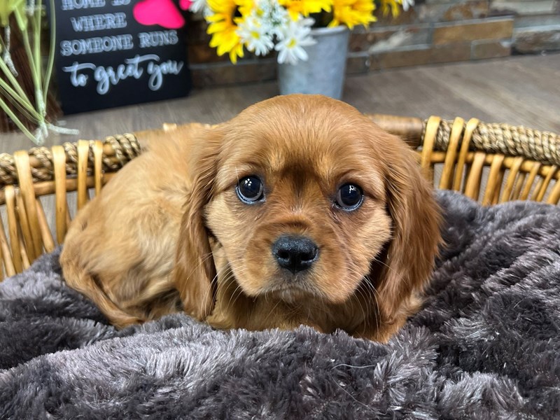 Cavalier King Charles Spaniel Dog Female Ruby 3287