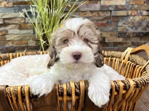 [#3295] Sable & White Male Havapoo Puppies for Sale