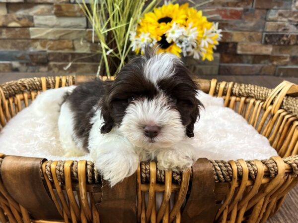 [#3296] Chocolate & White Male Havapoo Puppies for Sale
