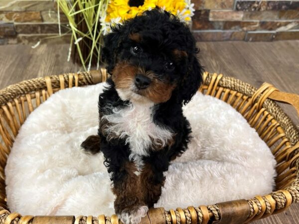 Miniature Poodle-Dog-Female-Black, Tan and White-3292-Petland Katy - Houston, Texas