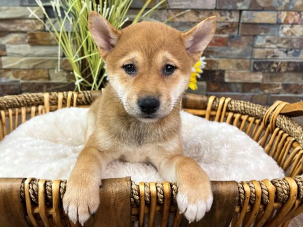 [#3291] Red & White Female Shiba Inu Puppies for Sale