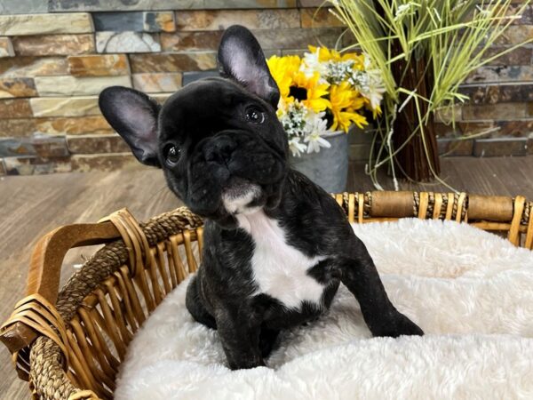 [#3299] Brindle Male French Bulldog Puppies for Sale