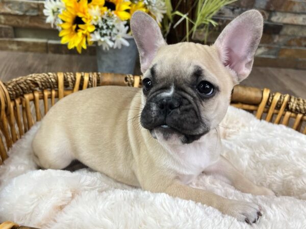 [#3298] Fawn Black Mask Male French Bulldog Puppies for Sale