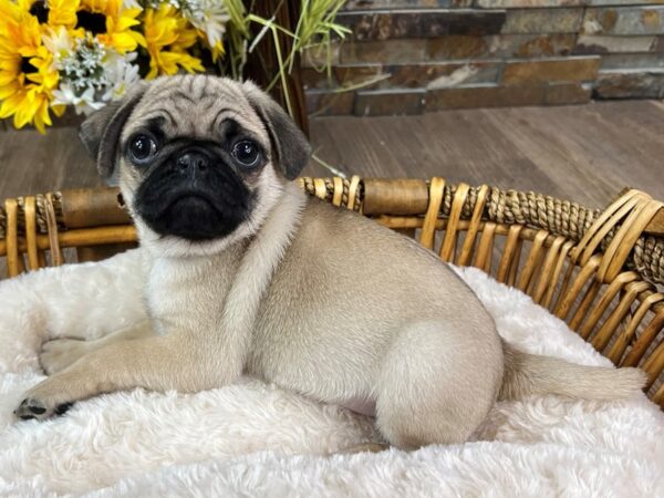 [#3300] Fawn Male Pug Puppies for Sale