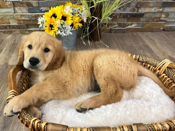 [#3302] Golden Male Golden Retriever Puppies for Sale