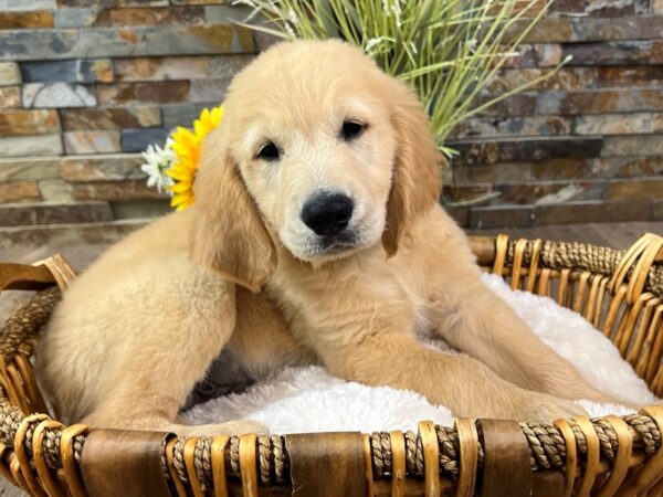 [#3301] Golden Male Golden Retriever Puppies for Sale