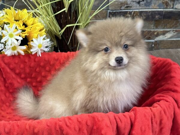 [#3305] Sable Male Pomeranian Puppies for Sale
