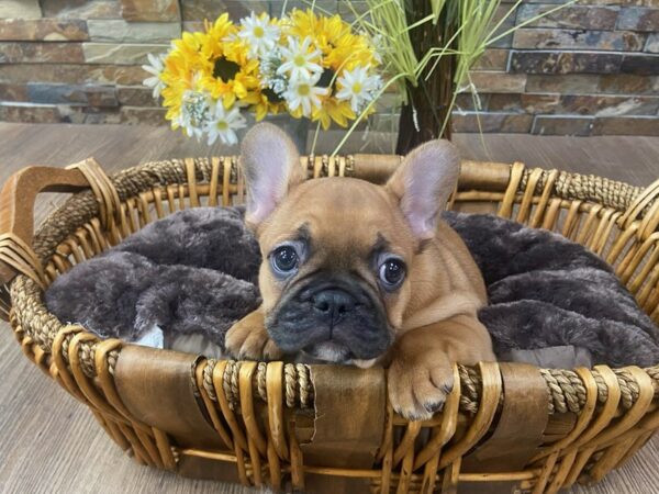 [#3307] Fawn Male French Bulldog Puppies for Sale