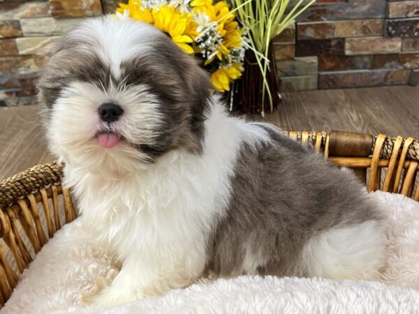[#3318] Grey & White Male Shih Tzu Puppies for Sale