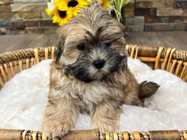 [#3329] Gold Sable Male Morkie Puppies for Sale