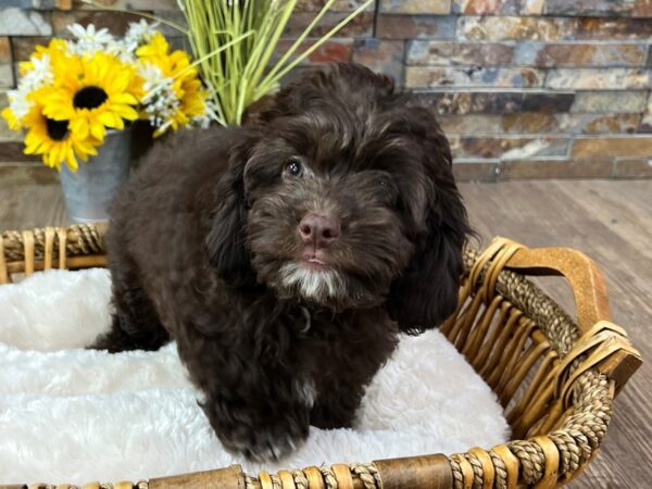 [#3313] Chocolate Male Cockapoo Puppies for Sale