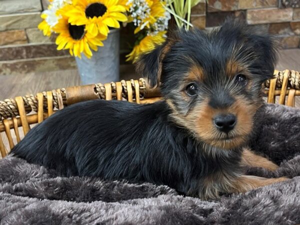 [#3321] Black & Tan Male Yorkshire Terrier Puppies for Sale