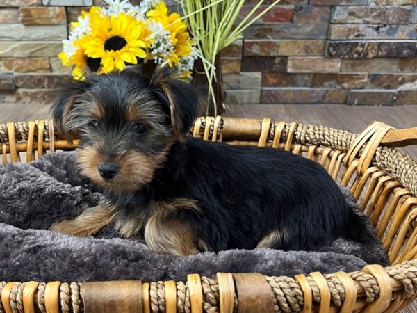 [#3320] Black & Tan Male Yorkshire Terrier Puppies for Sale