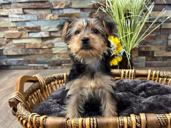 [#3319] Black & Tan Female Yorkshire Terrier Puppies for Sale