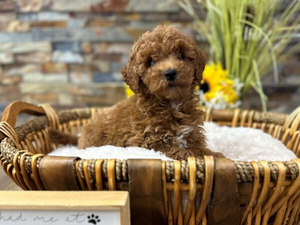 [#3322] Red Female Mini Goldendoodle 3rd Gen Puppies for Sale