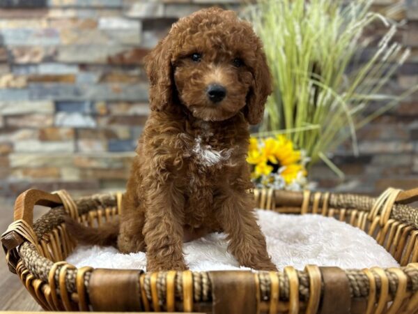 [#3325] Red Female Mini Goldendoodle 3rd Gen Puppies for Sale