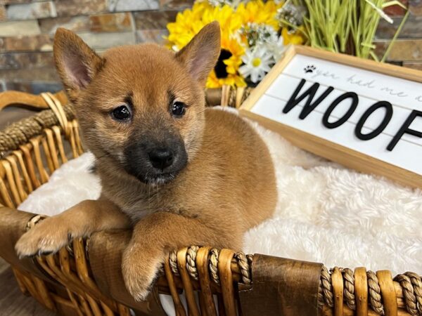 [#3260] Red Sesame Female Shiba Inu Puppies for Sale