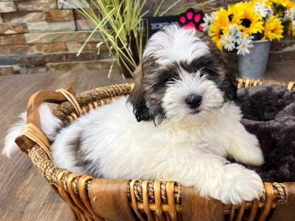 [#3285] Brindle & White Female Teddy Bear Puppies for Sale