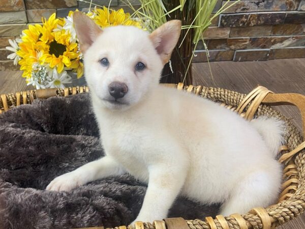 [#3303] Cream Male Shiba Inu Puppies for Sale