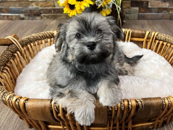 [#3331] Silver Sable Male Havanese Puppies for Sale