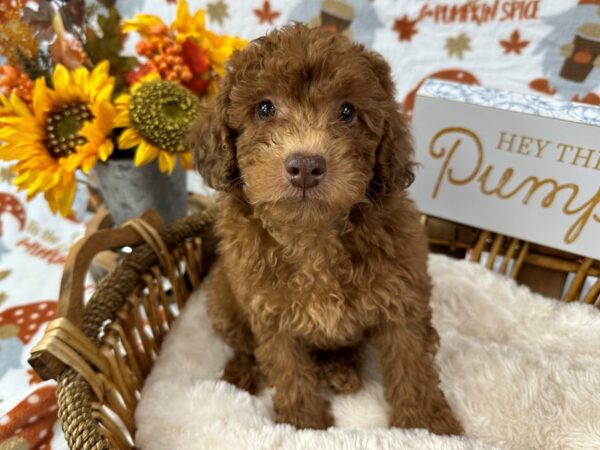 [#3377] Red Female Cavapoo 2nd Gen Puppies for Sale