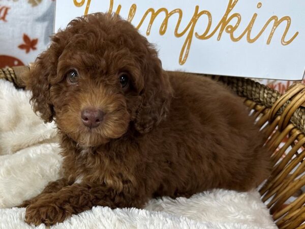 [#3378] Red Female Cavapoo 2nd Gen Puppies for Sale