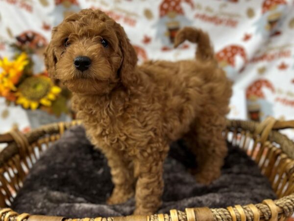 [#3406] Red Male F1B Mini Goldendoodle Puppies for Sale